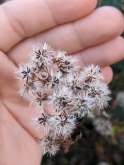 Ageratina altissima