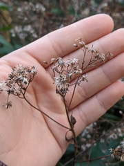 Ageratina altissima