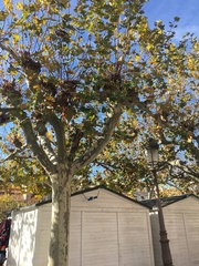 Platanus
