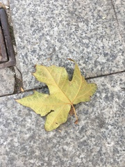 Platanus