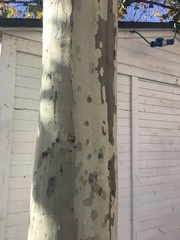 Platanus