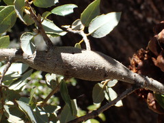 Protobalandricus spectabilis