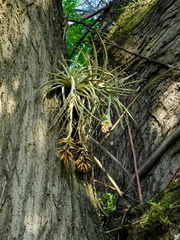Tillandsia pohliana