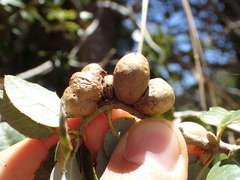 Disholandricus reniformis