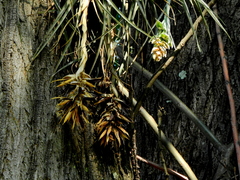 Tillandsia pohliana