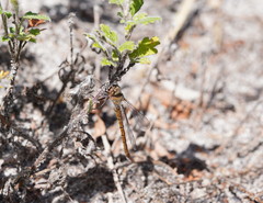 Austrocordulia refracta