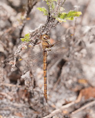 Austrocordulia refracta