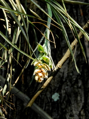 Tillandsia pohliana