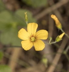 Oxalis dumetorum