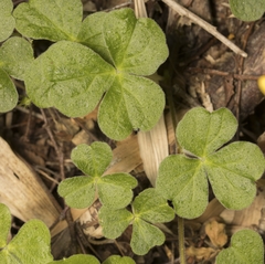 Oxalis dumetorum