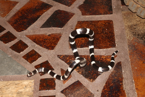 Eastern Bandy Bandy sighting