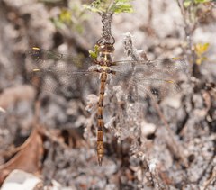 Austrocordulia refracta