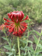 Pimelea haematostachya