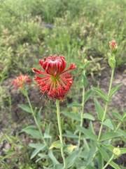 Pimelea haematostachya