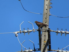 Buteo buteo