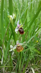 Ophrys fuciflora