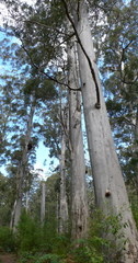 Eucalyptus diversicolor