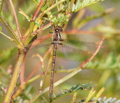 Austrocordulia refracta