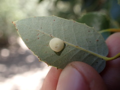 Paracraspis guadaloupensis