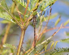 Austrocordulia refracta