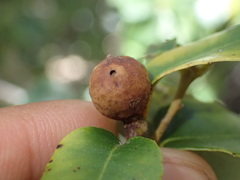 Heteroecus pacificus