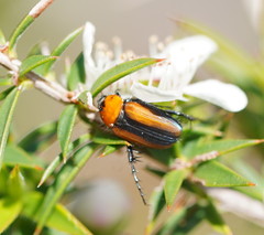 Phyllotocus scutellaris