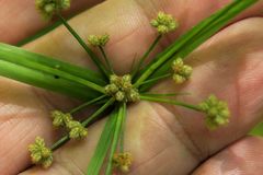 Scirpus polyphyllus