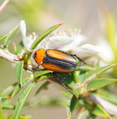 Phyllotocus scutellaris