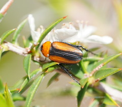 Phyllotocus scutellaris