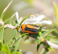 Phyllotocus scutellaris