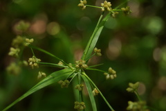 Scirpus polyphyllus