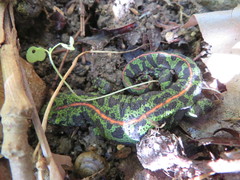 Triturus marmoratus