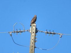 Buteo buteo