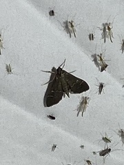 Pilocrocis