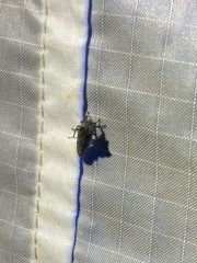 Microcentrus perditus