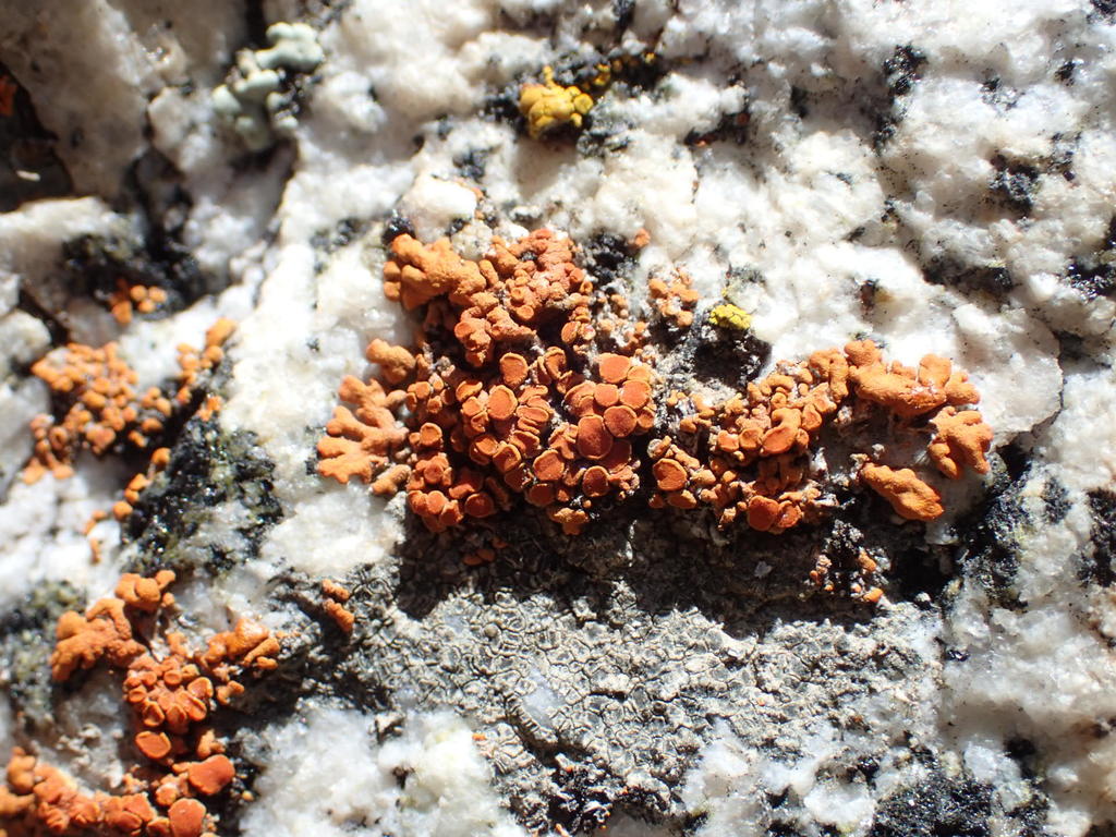 Polycauliona brattiae