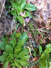 Primula pauciflora zionensis