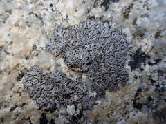 Phaeophyscia sciastra