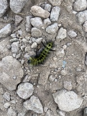 Lophocampa bicolor