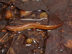 Carolina Sandhills Salamander photo 5