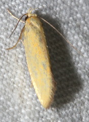 Telocharacta hemicroca