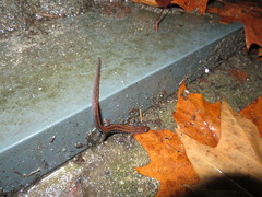 Chioglossa lusitanica