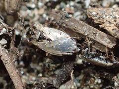 Geocoris pallens