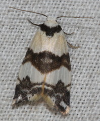 Thallarcha albicollis