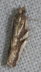 Technitis cataractis