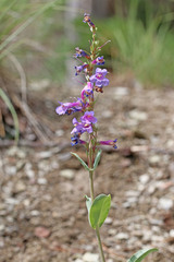 Penstemon pachyphyllus pachyphyllus