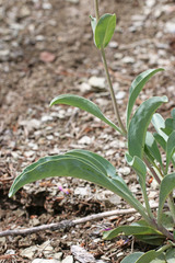 Penstemon pachyphyllus pachyphyllus