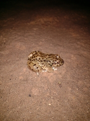 Leptodactylus bufonius