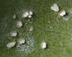 Siphoninus phillyreae