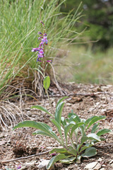 Penstemon pachyphyllus pachyphyllus